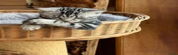 British Shorthair cats for sale: British shorthair Silver tabby  - Advert 15