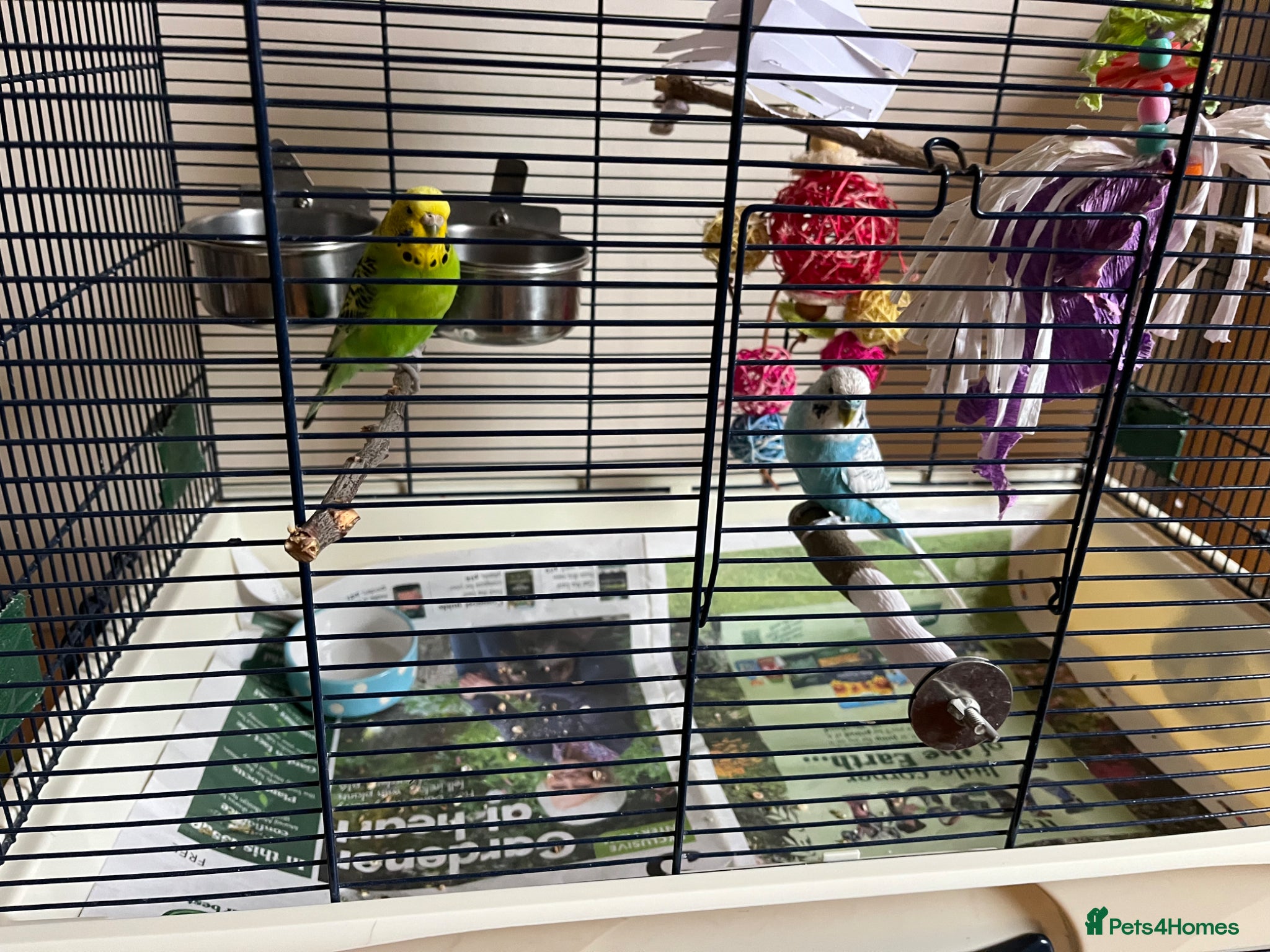 Budgerigars birds Beautiful Pair of Budgies Looking for Loving Home - Advert 3