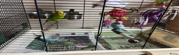 Budgerigars birds for sale: Beautiful Pair of Budgies Looking for Loving Home in Dunbar - Advert 1