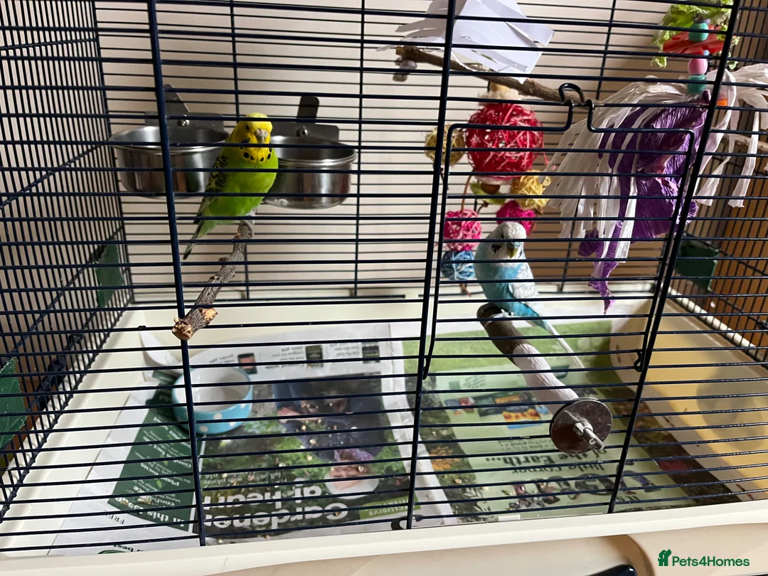 Budgerigars birds for sale: Beautiful Pair of Budgies Looking for Loving Home in Dunbar - Advert 1