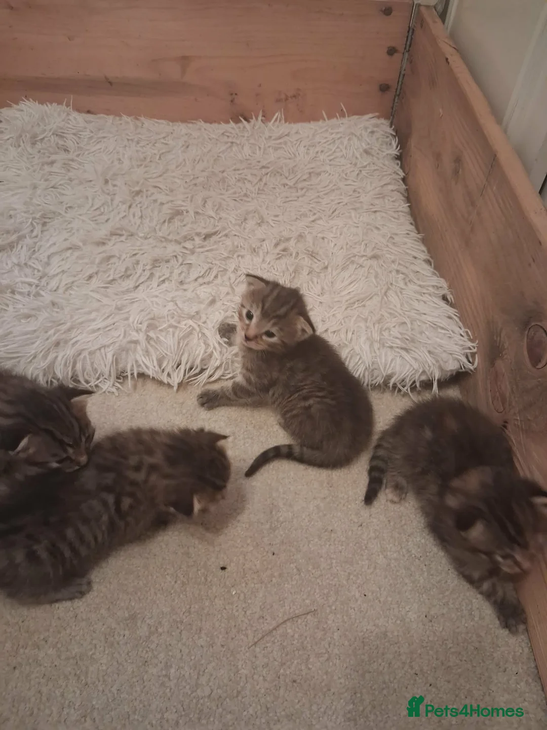 British Shorthair cats for sale: Beautiful Kittens  - Advert 2