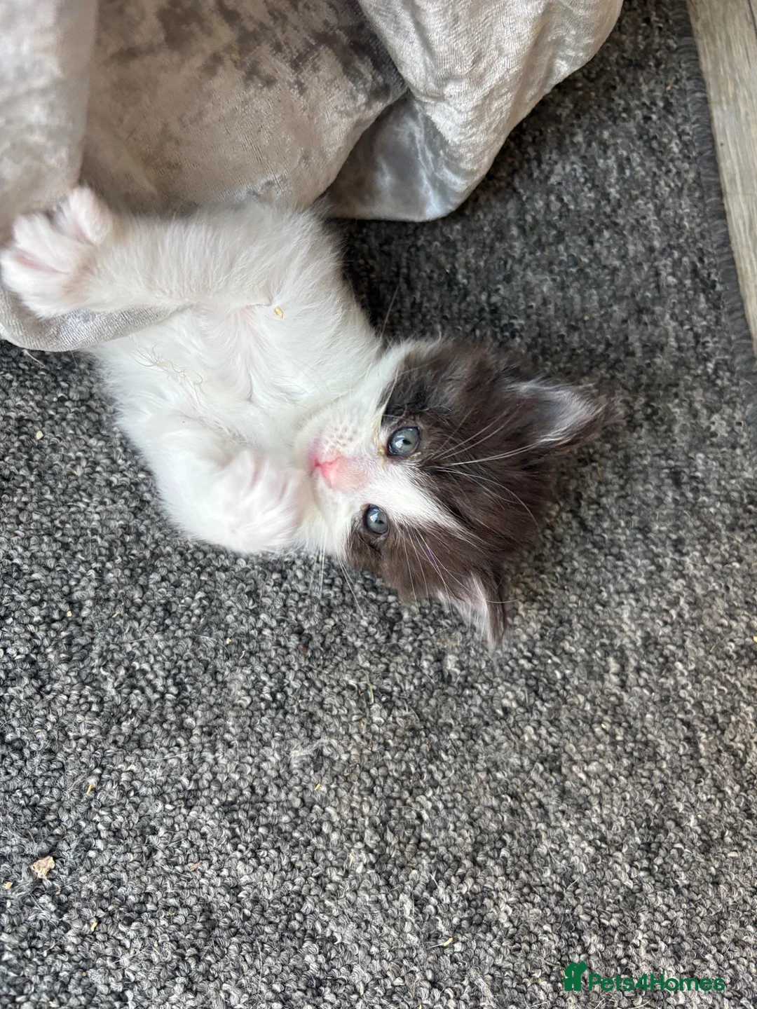 Turkish Van cats for sale: Turkish van, Maine coon mix - Advert 1