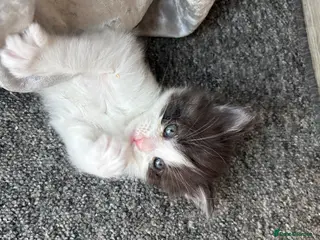 Turkish Van cats Turkish van, Maine coon mix - Advert 1