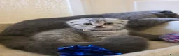 Scottish Fold cats for sale:  BRITISH & SCOTTISH SHORTHAIR KITTENS 🐾 - Advert 5