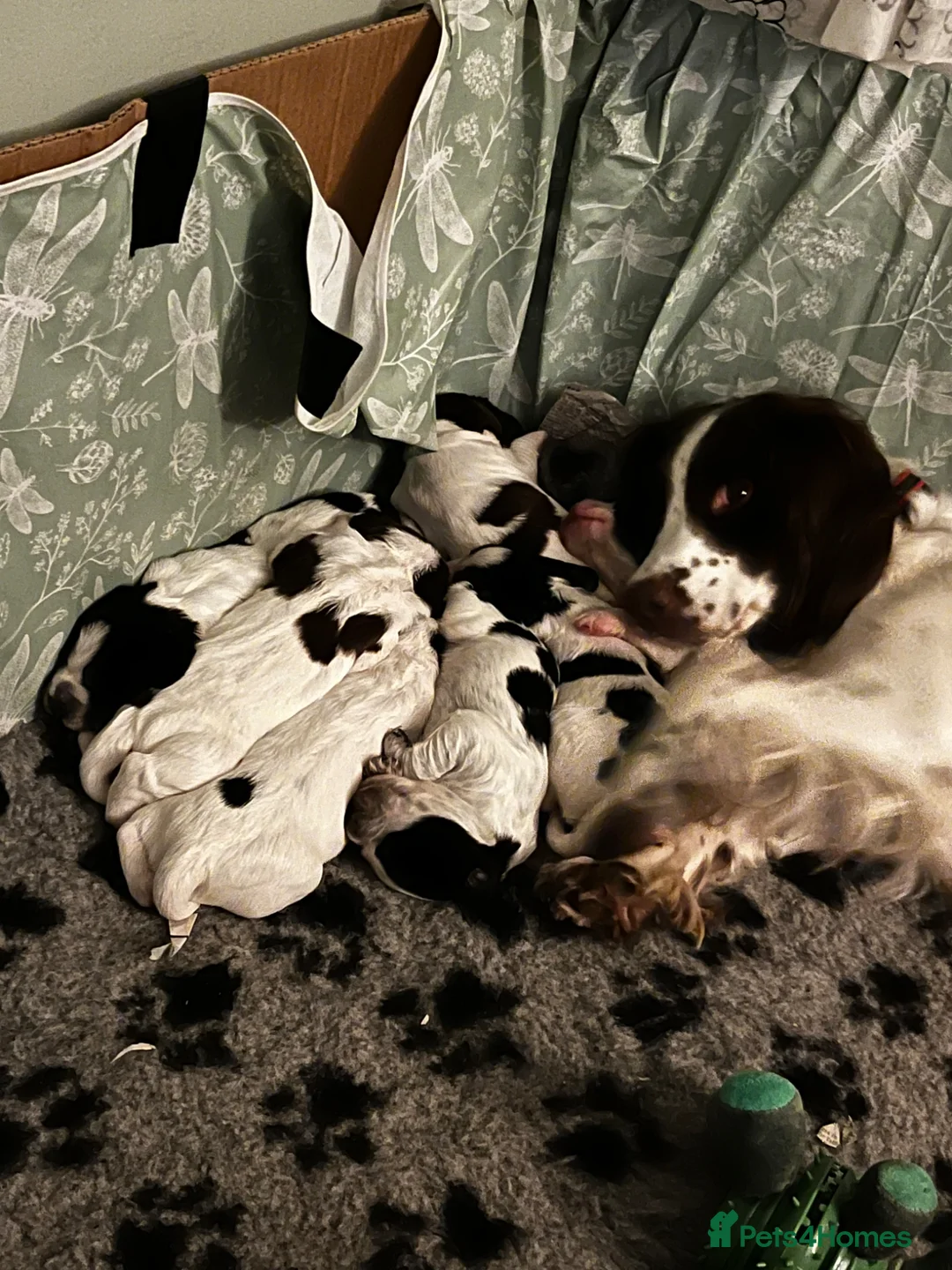 Sprocker dogs for sale: Sprocker Puppies - Advert 2