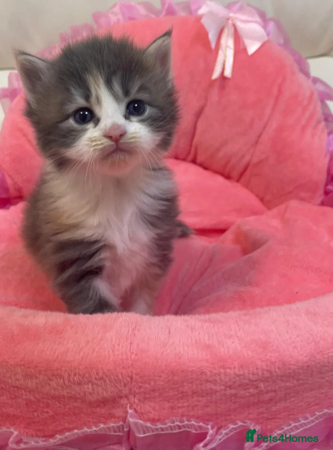 Mixed Breed cats for sale: Maine Coon across Ragdoll Kittens  - Advert 2