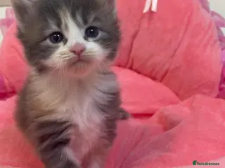 Mixed Breed cats Maine Coon across Ragdoll Kittens - Advert 7