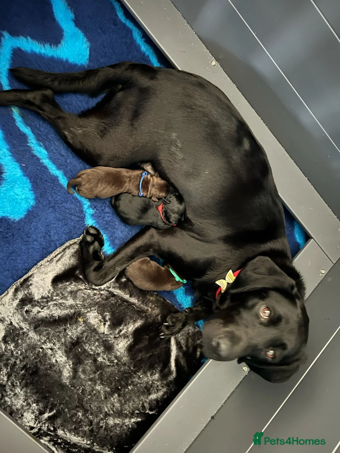 Labrador Retriever dogs for stud: KC REGISTERED LABRADOR STUD in Worcester - Advert 18