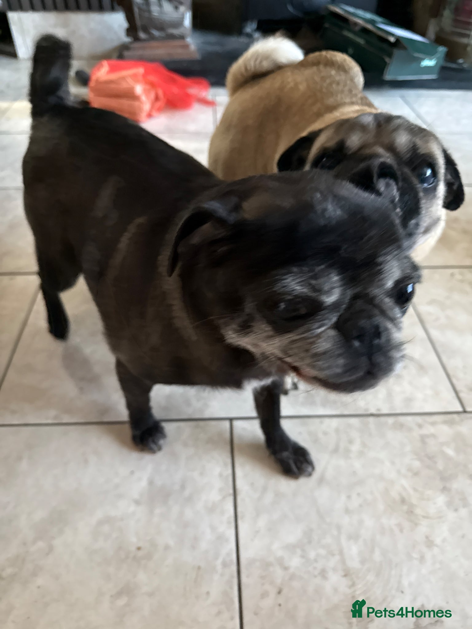 Pug dogs Pug puppies  - Advert 1