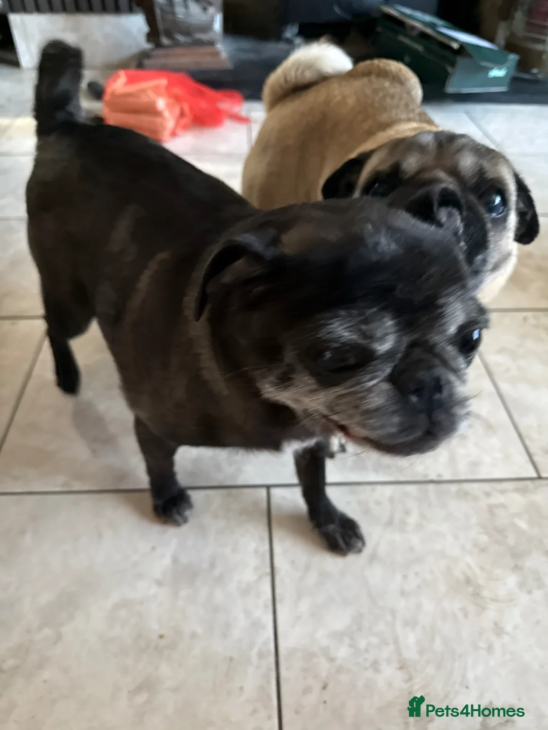 Pug dogs for sale: Pug puppies  - Advert 1