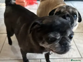 Pug dogs Pug puppies - Advert 2