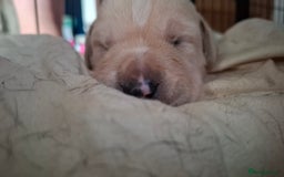 Mixed Breed dogs for sale: Canecorxer cross golden retriever  - Image 13
