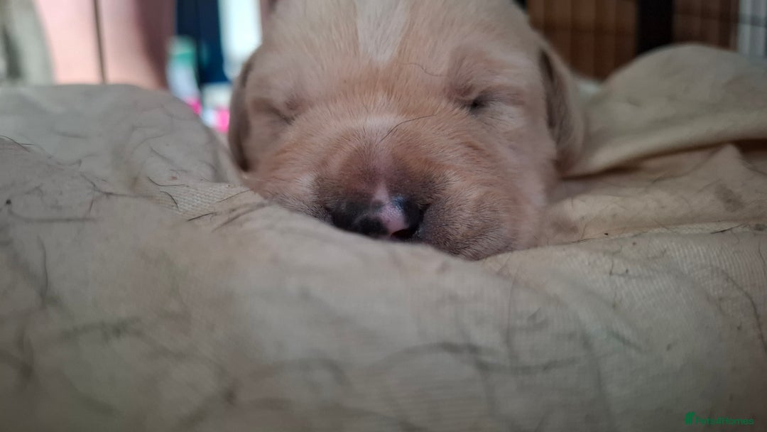 Mixed Breed dogs for sale: Canecorxer cross golden retriever  - Image 13