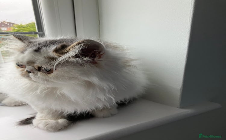 Persian cats - Advert 4
