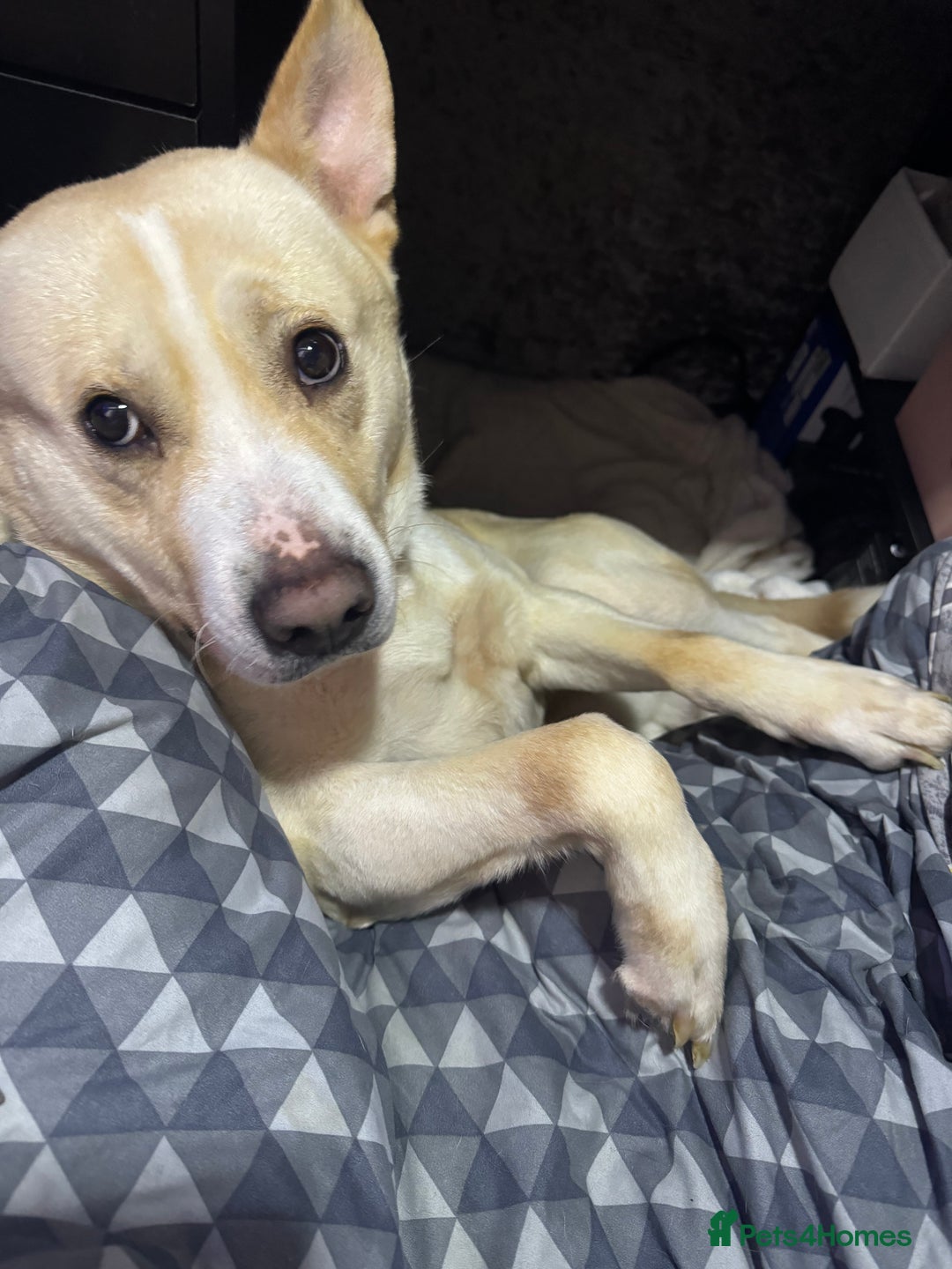 Mixed Breed dogs for sale: Loving dog to a good home  - Image 6