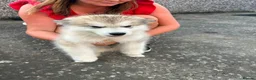 Alaskan Malamute dogs for sale: KC Reg Alaskan Malamute Puppies - Advert 14