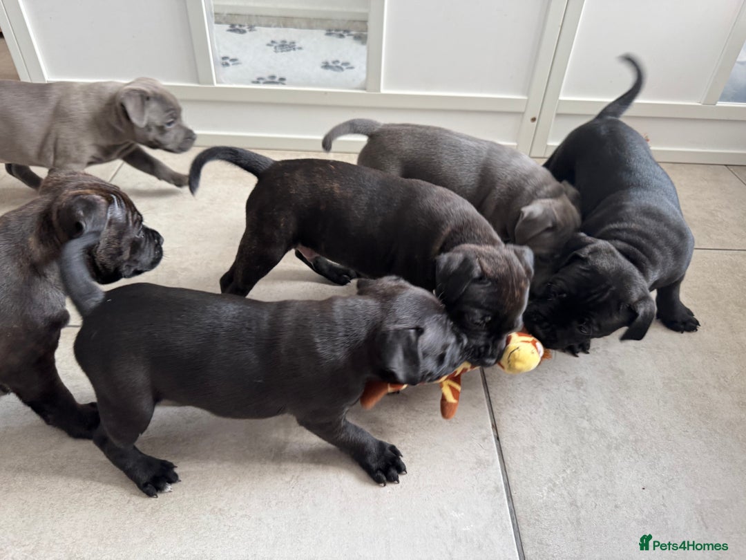 Staffordshire Bull Terrier dogs for sale: Pharaon bloodline KC reg Puppy  - Image 4