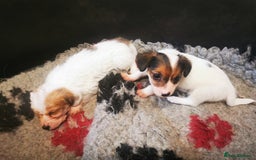 Mixed Breed dogs for sale: 2 Jack Russell cross puppies for sale - Advert 2