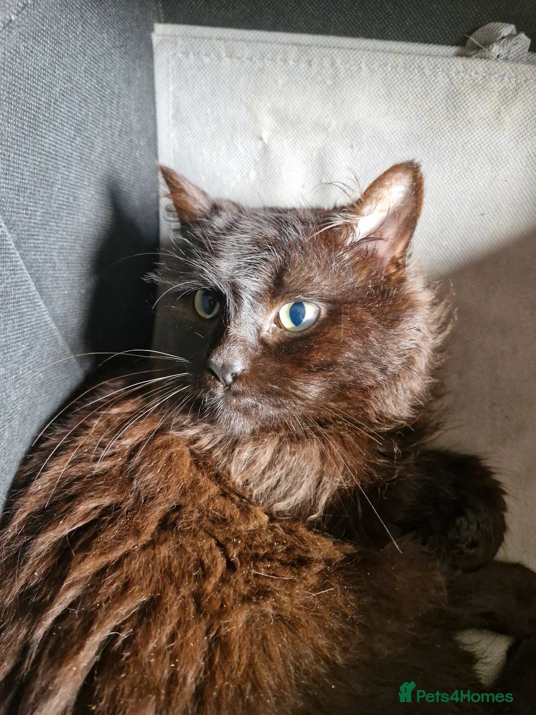 Mixed Breed cats for sale: Ragdoll/British short hair x mancoon - Advert 2