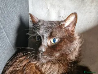 Mixed Breed cats Ragdoll/British short hair x mancoon - Advert 16