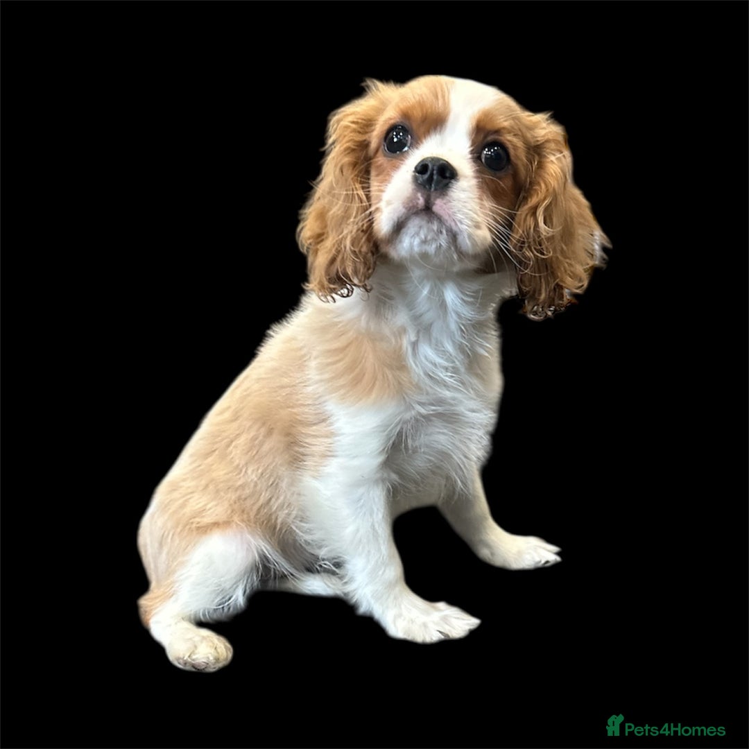 Cavalier King Charles Spaniel Puppies for sale in Middlesbrough