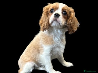 Cavalier King Charles Spaniel dogs - Advert 1