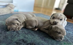 Staffordshire Bull Terrier dogs for sale: Blue and Merle girl Staffordshire Bull Terrier - Image 4