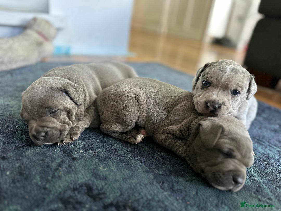 Staffordshire Bull Terrier dogs for sale: Blue and Merle girl Staffordshire Bull Terrier - Image 4