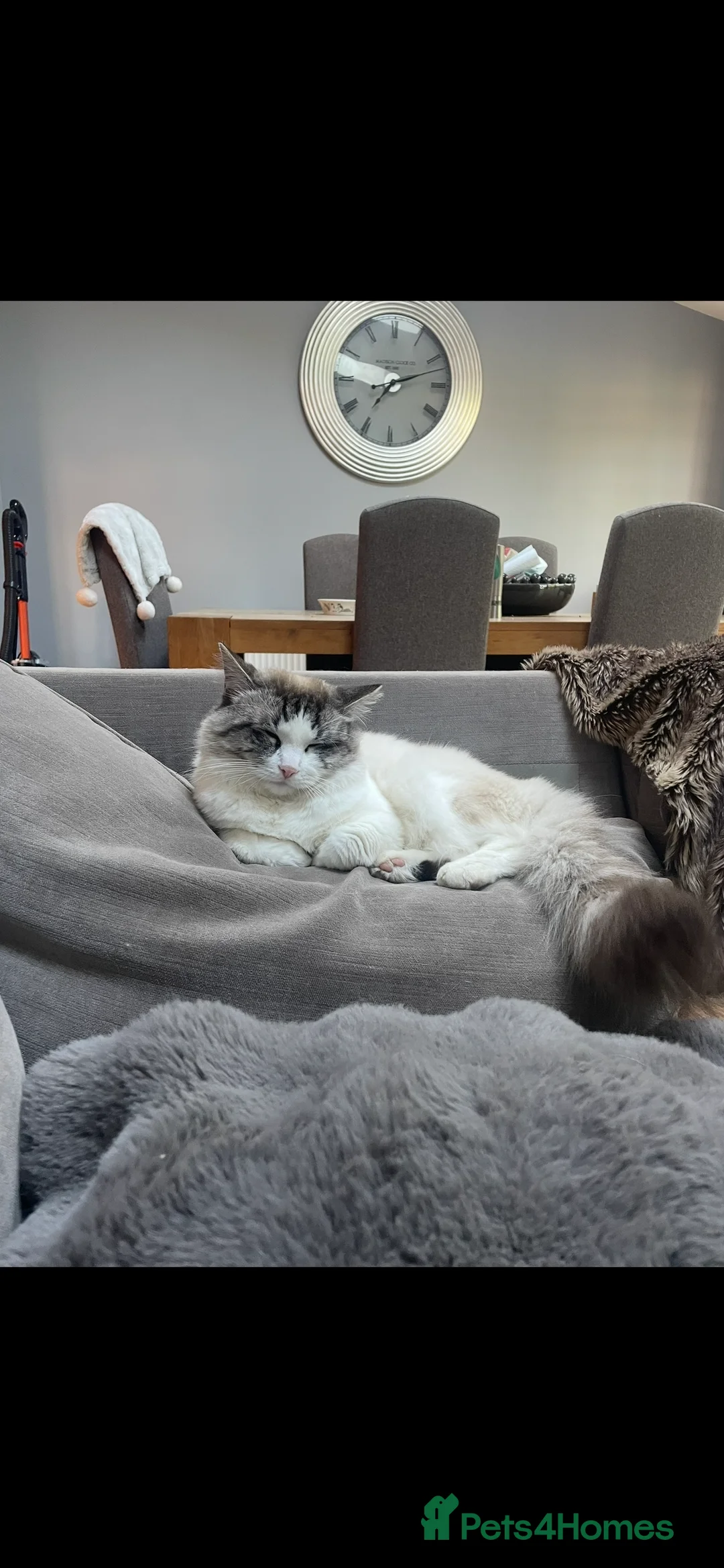 Ragdoll cats for stud: Seal Lynx Ragdoll Stud TICA in Colchester - Advert 3
