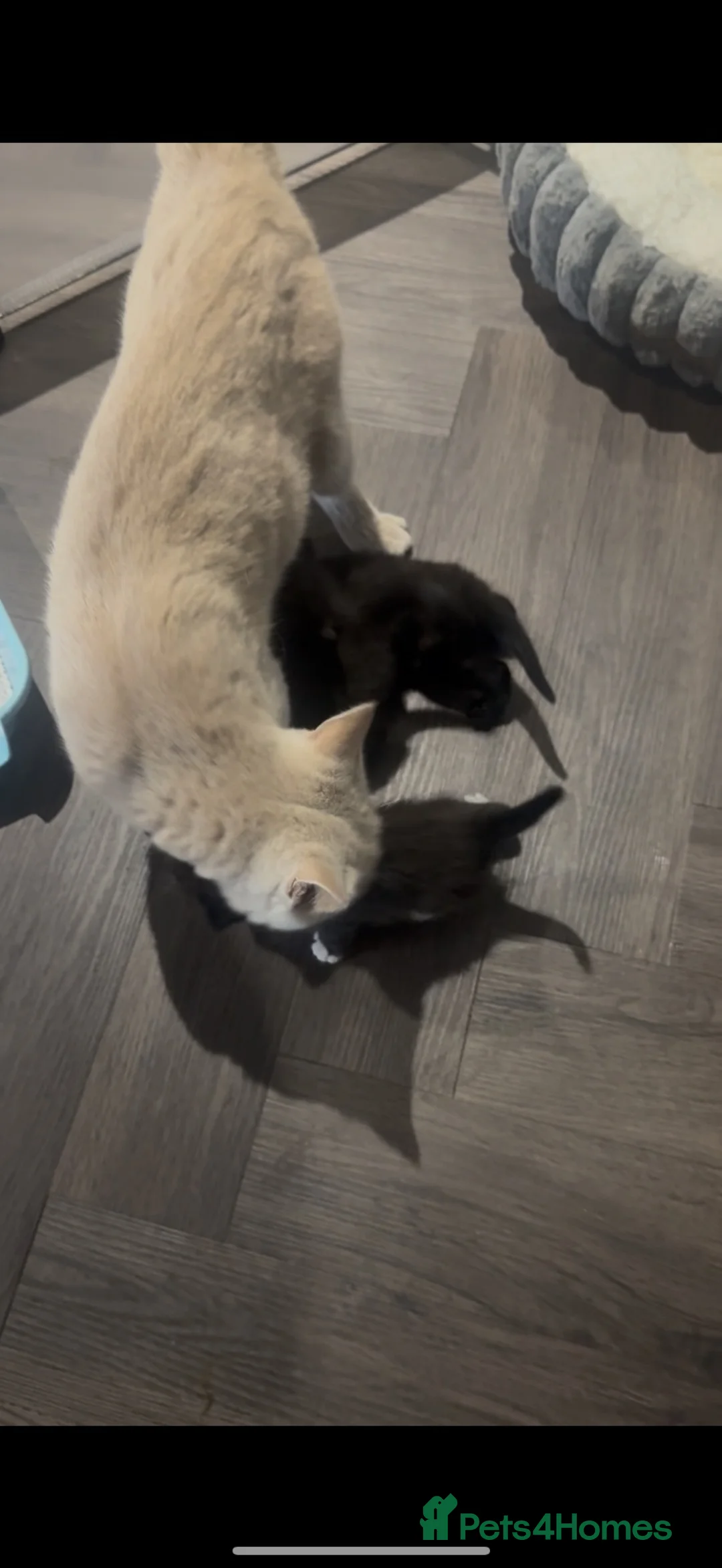 British Shorthair cats for sale: 2 female kittens  - Advert 2