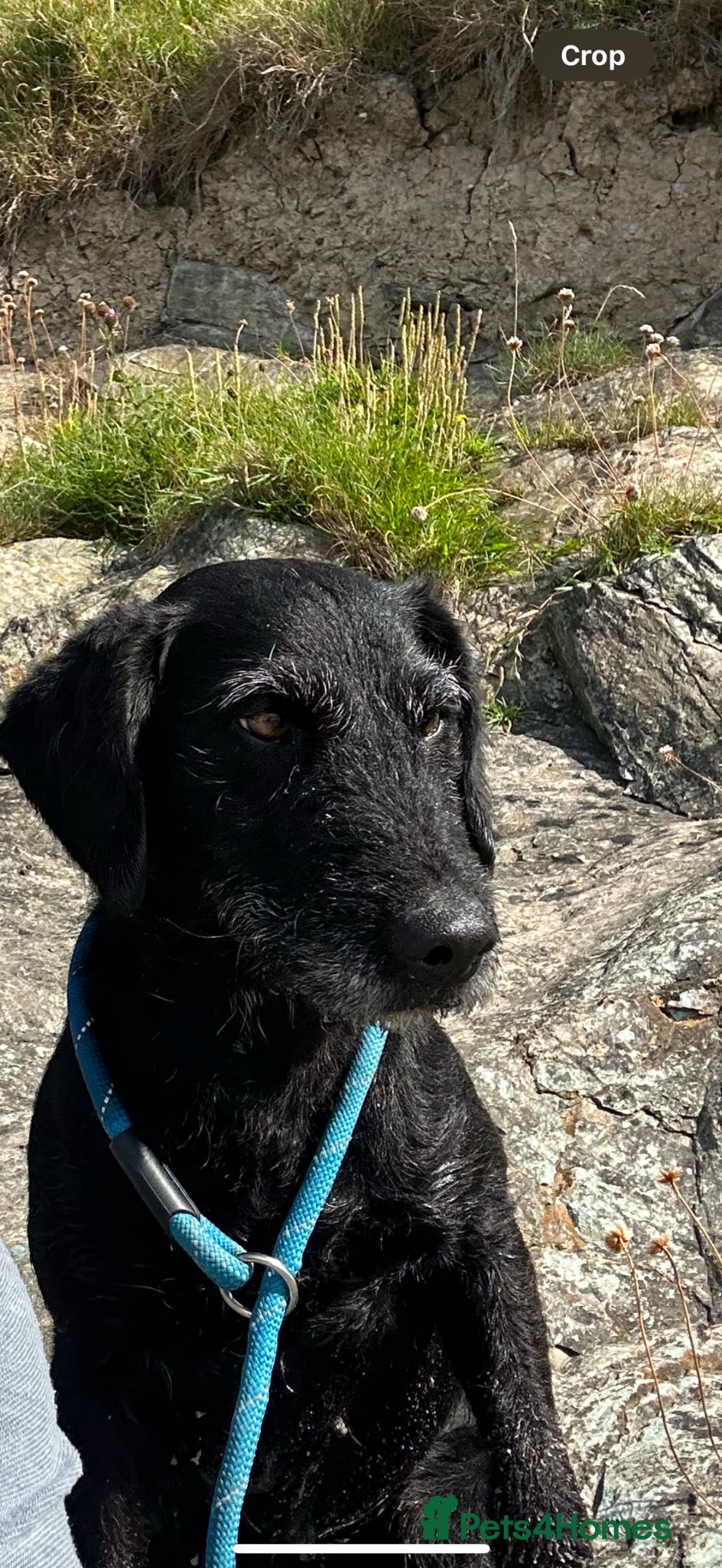Mixed Breed dogs for sale: Loyal companion - Advert 2