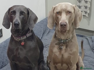 Weimaraner dogs in Nottingham - Advert 3