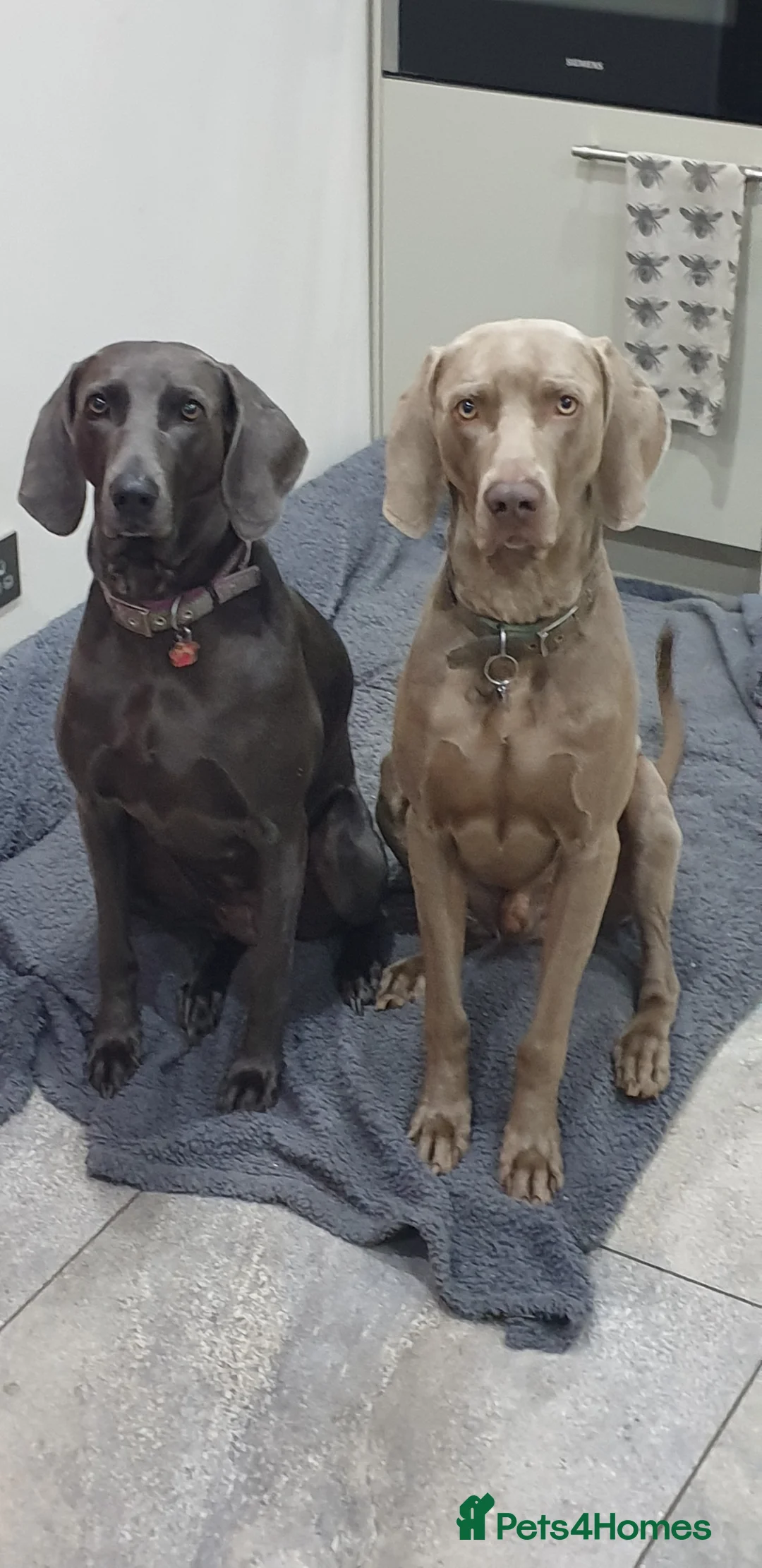 Weimaraner dogs for stud: STUD WEIMARANER in Nottingham - Advert 1