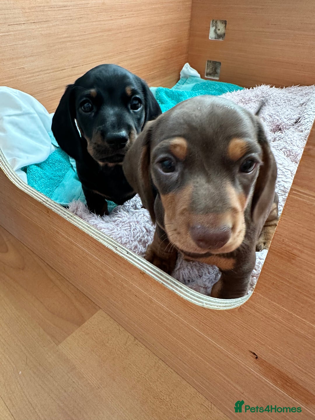 Miniature Dachshund dogs for sale: Two beautiful, sweet natured little boy puppies  - Image 4