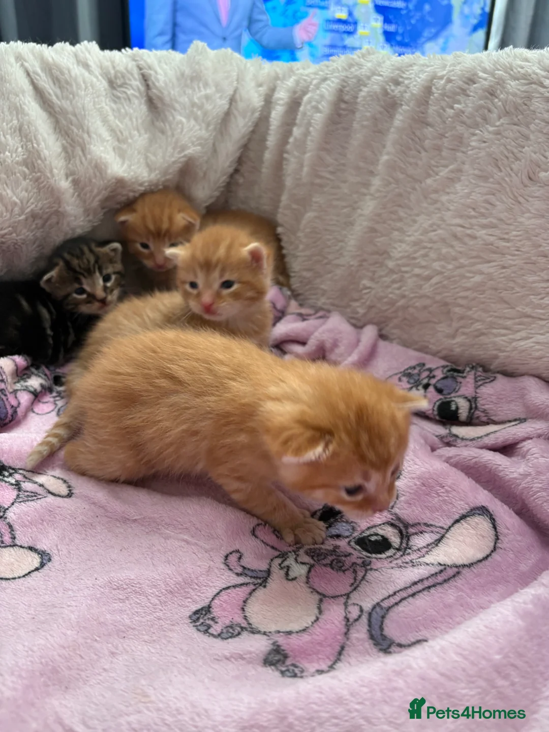 Mixed Breed cats for sale: Maincoon cross kittens  - Advert 1