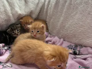 Mixed Breed cats Maincoon cross kittens - Advert 7