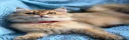 British Longhair cats for sale: British Longhair adorable golden kitten TICA - Advert 4