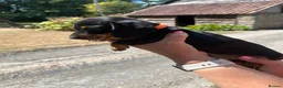 Miniature Dachshund dogs for sale: Miniature Dachshund Puppies - Advert 24