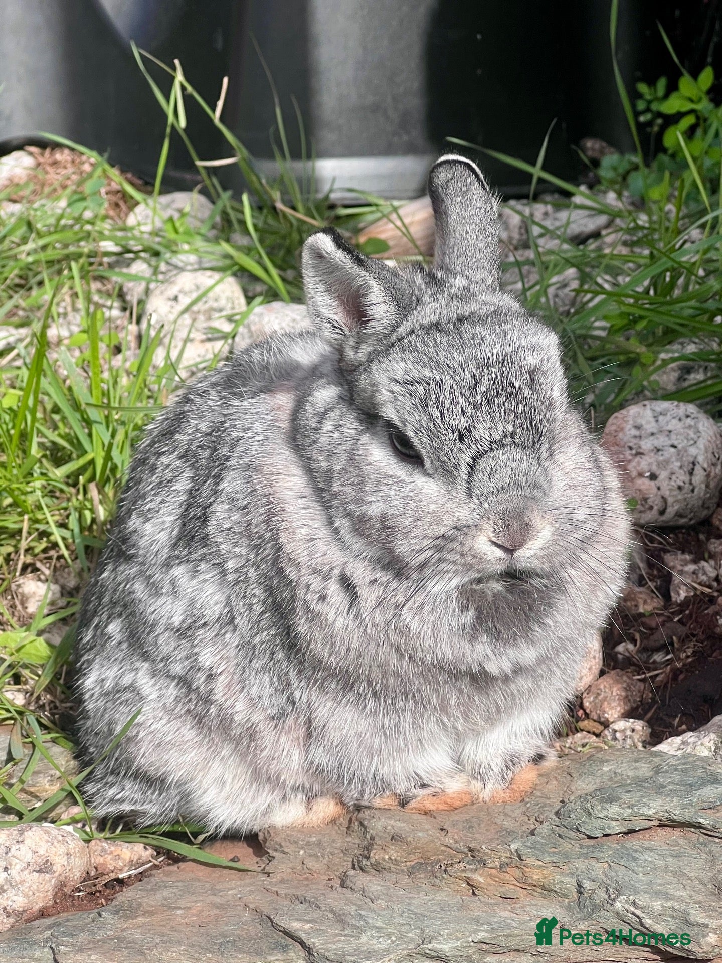 Netherland Dwarf rabbits netherland dwarf female  - Advert 3