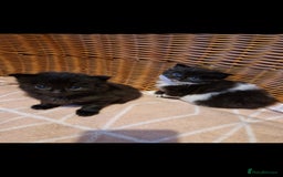 British Shorthair cats for sale: Cute kittens for sale  - Image 17