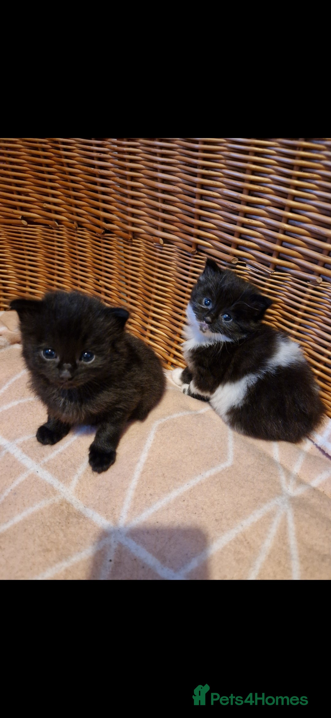 British Shorthair cats for sale: Cute kittens for sale  - Image 17