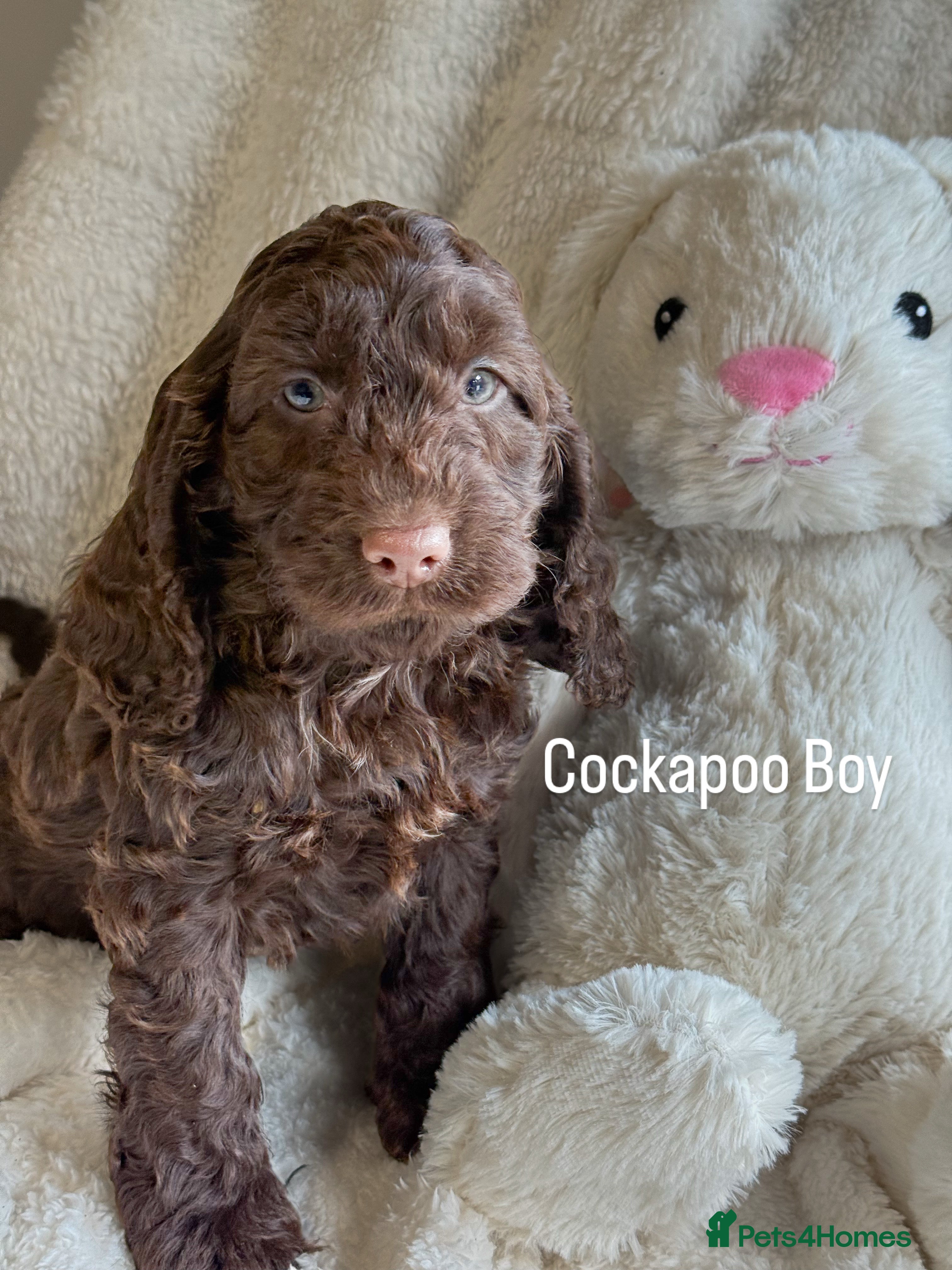 Cockapoo dogs F1 Show Cockapoo Choc Drops - Advert 4