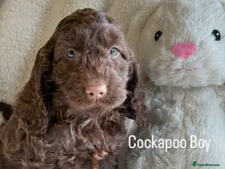 Cockapoo dogs F1 Show Cockapoo Choc Drops - Advert 4