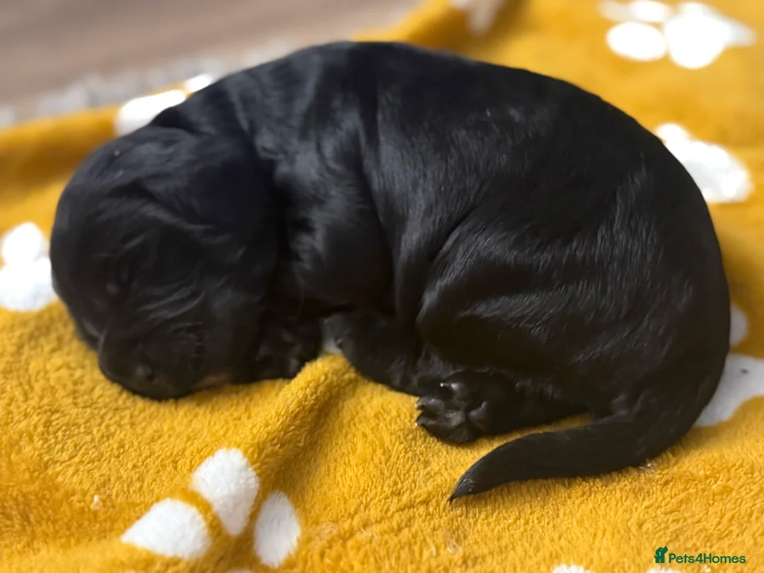 Cocker Spaniel dogs for sale: 🐶🐾 Exceptional Working Cocker Spaniel Puppies 🐾 - Advert 19