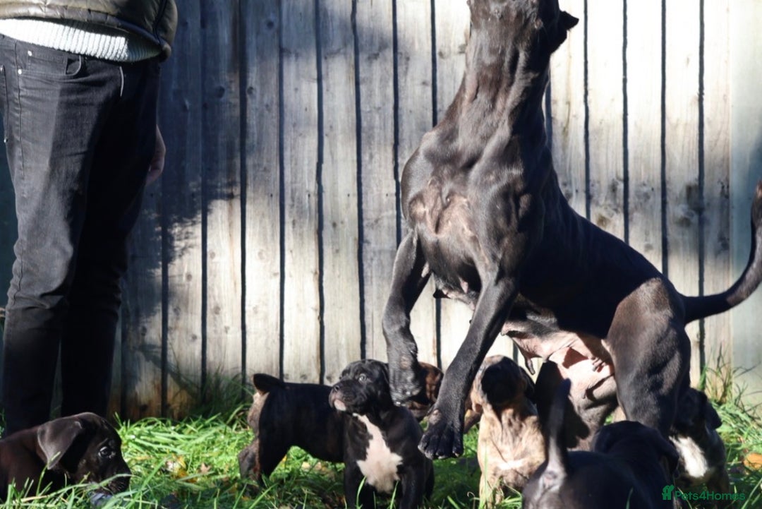 Presa Canario dogs for sale: Presa Canario Puppies (Recognised Breeder) - Advert 25