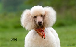 Standard Poodle dogs for sale: Standard Poodle Girl Available Apricot&White Parti - Image 8