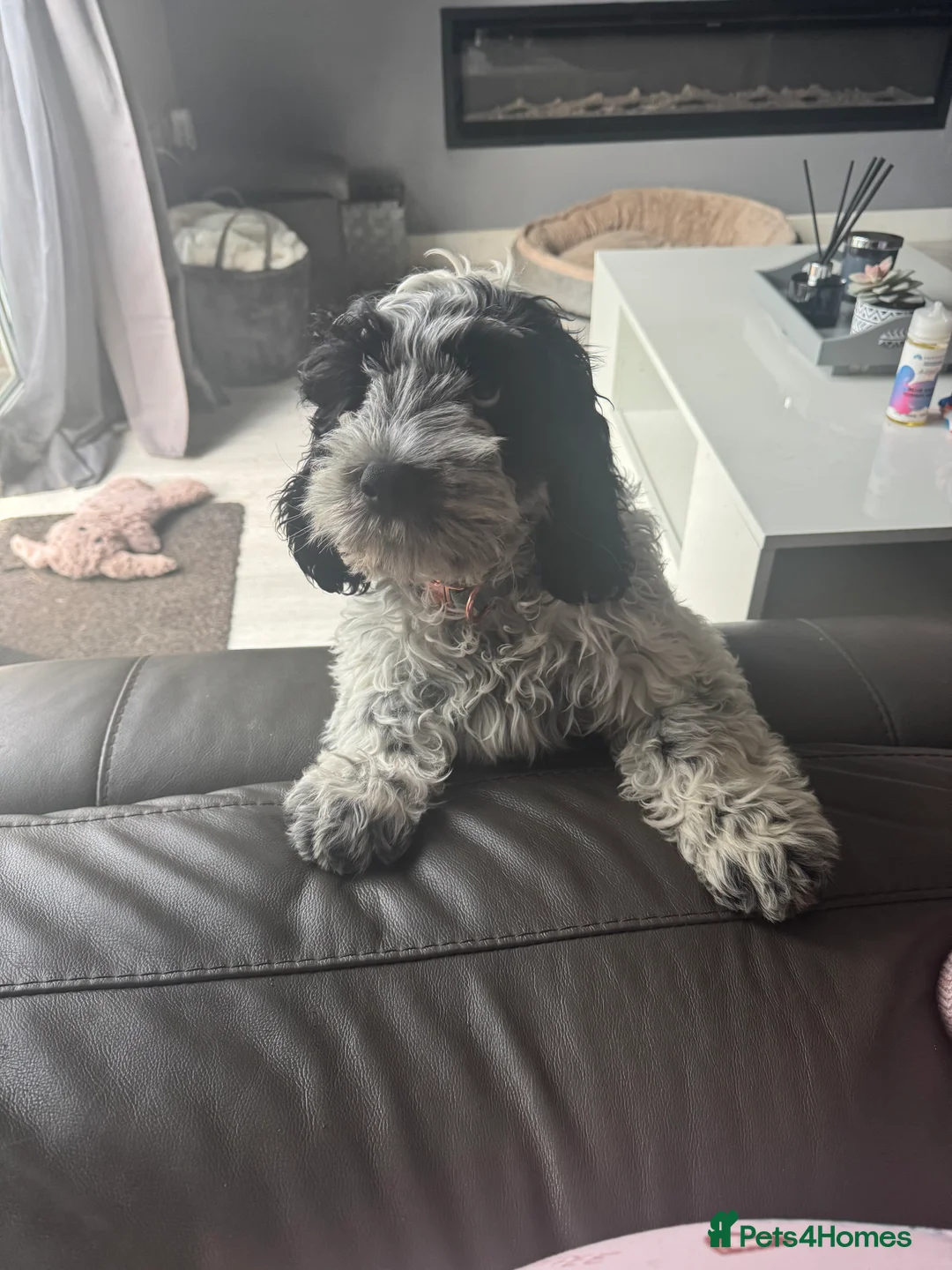Cockapoo dogs for sale: 9 month old Cockapoo male - Advert 7