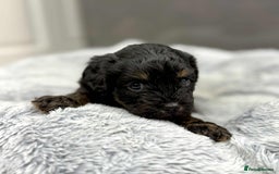 Cavapoo dogs for sale: 🧸Beautiful F1 Cavapoo Puppies, Boy Available🧸 - Image 6