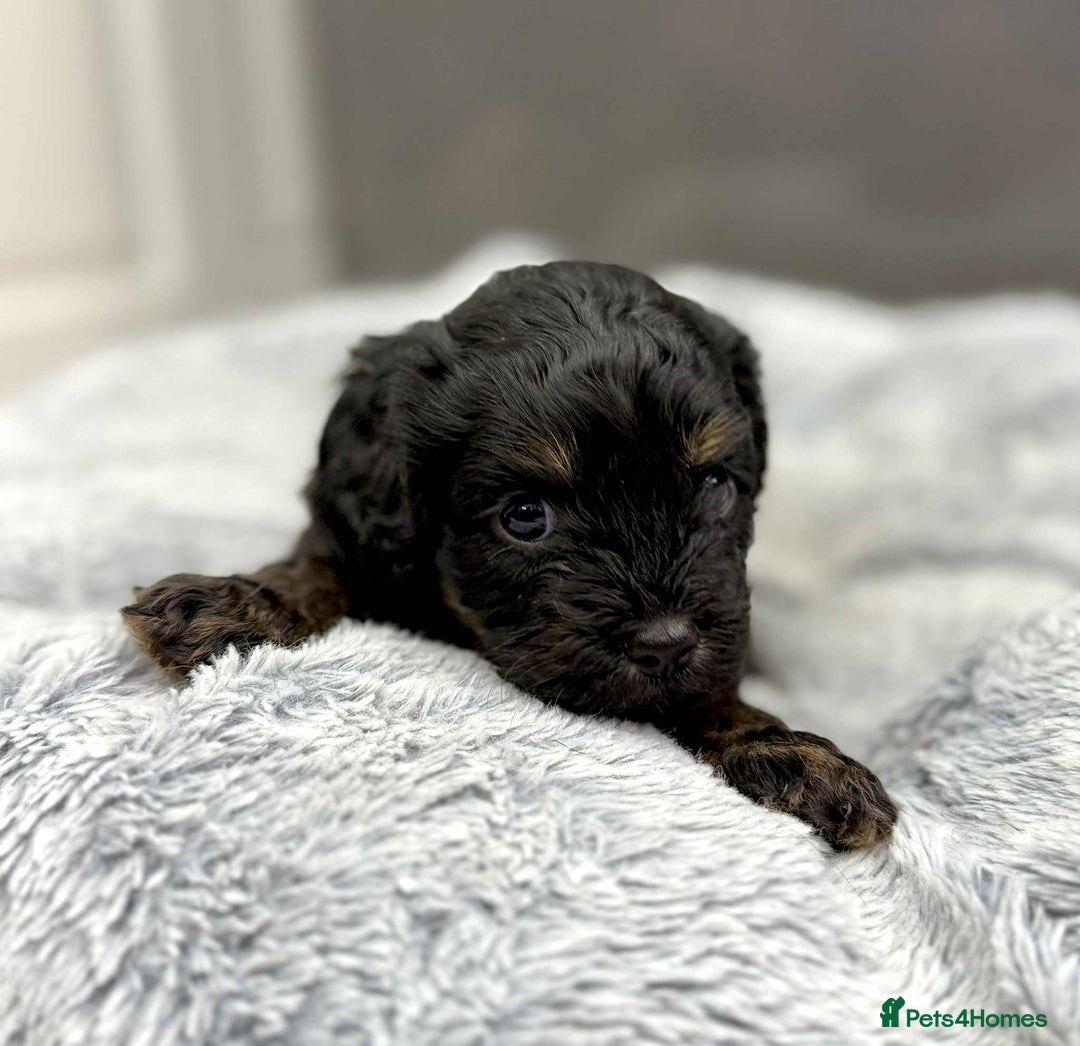 Cavapoo dogs for sale: 🧸Beautiful F1 Cavapoo Puppies, Boy Available🧸 - Image 6