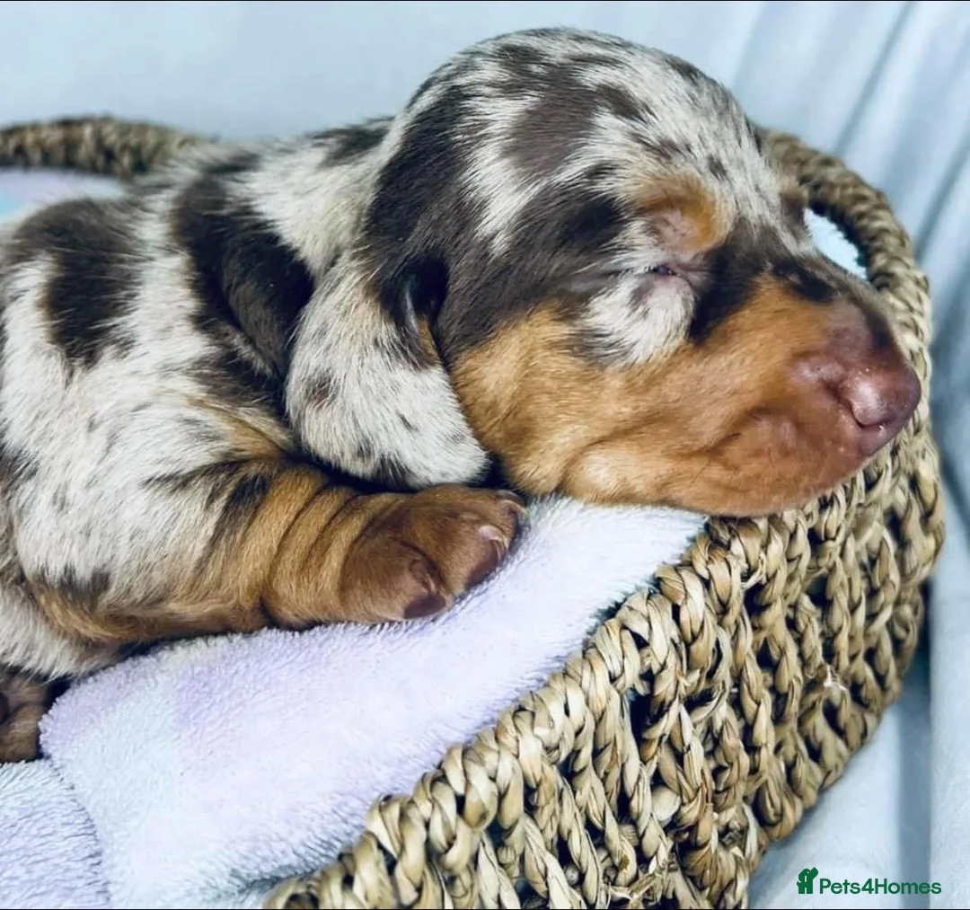 Miniature Dachshund dogs for stud: SLICE - Super Chocolate Dapple Miniature Stud in Dalry - Advert 21